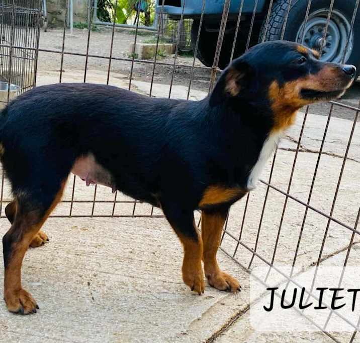 Photo of Julet