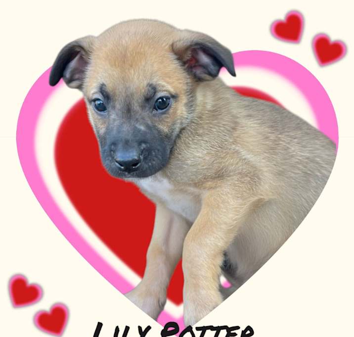 Photo of Lilly Potter