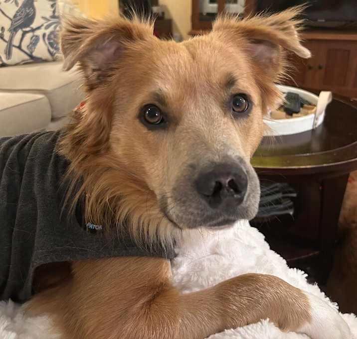 Photo of Piglet is petite perfection