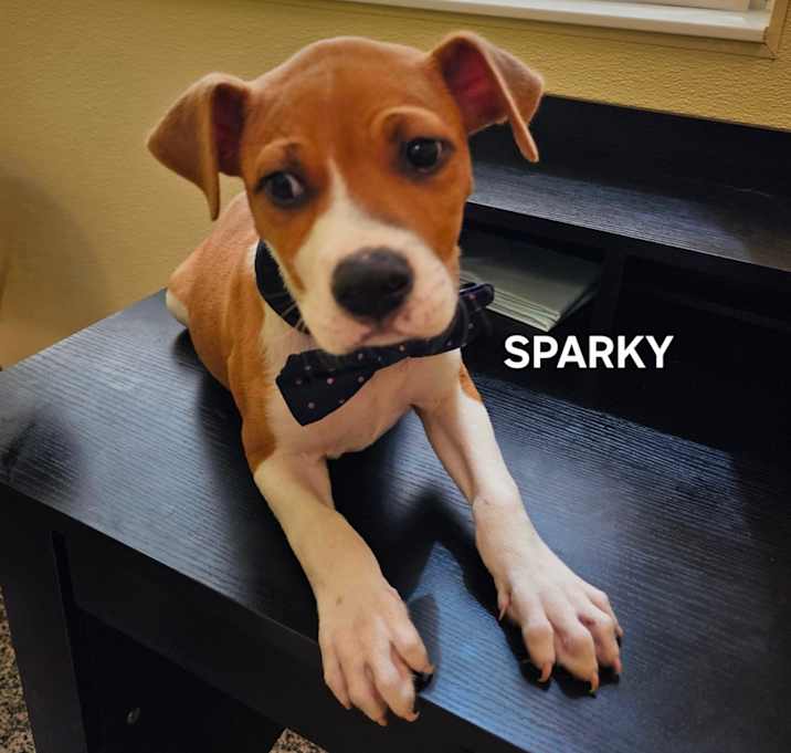 Photo of Sparky