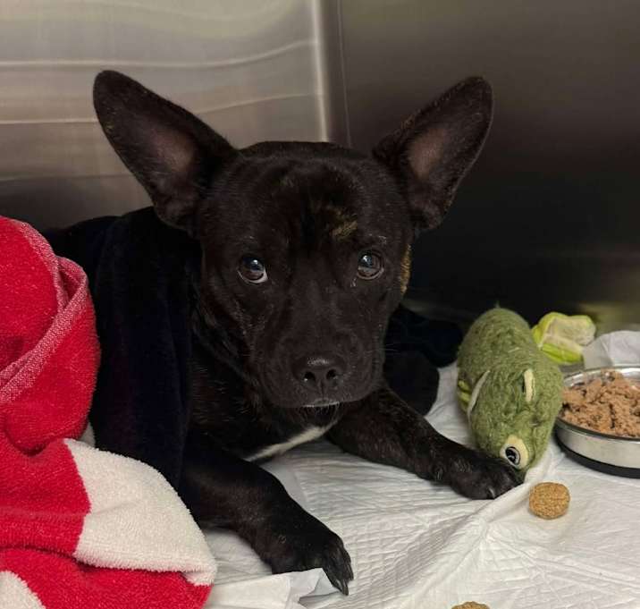 Photo of Taco 25-06-090