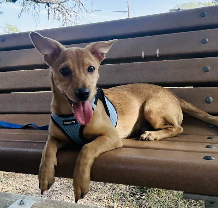 Photo of Pumpkin