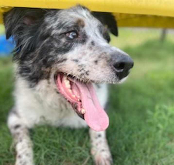 Photo of BLUE