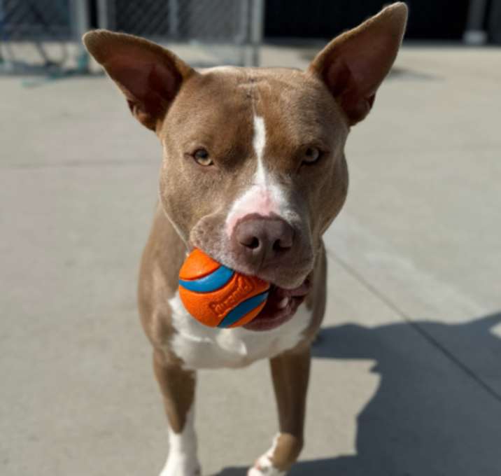 Photo of Brisket