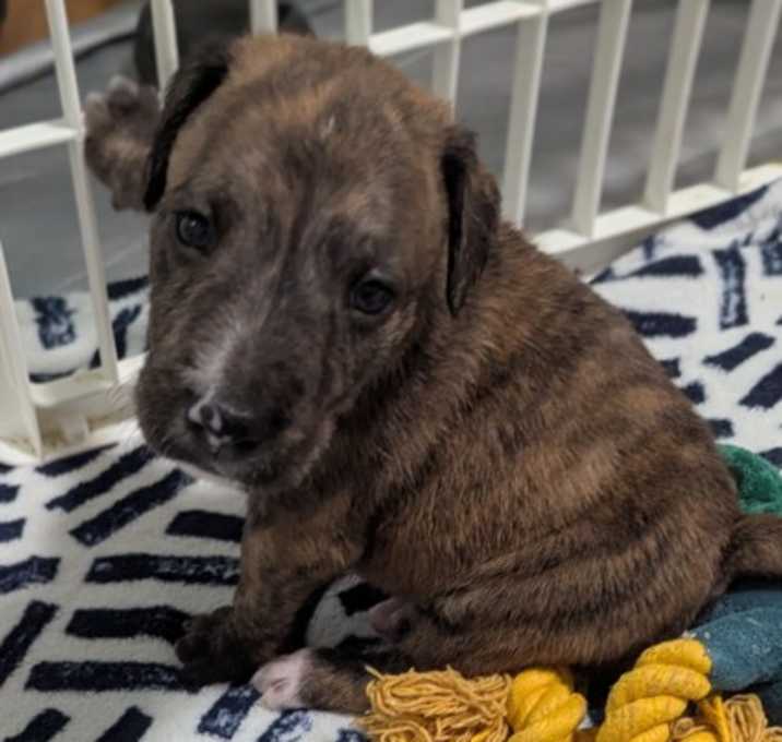 Photo of Brindle