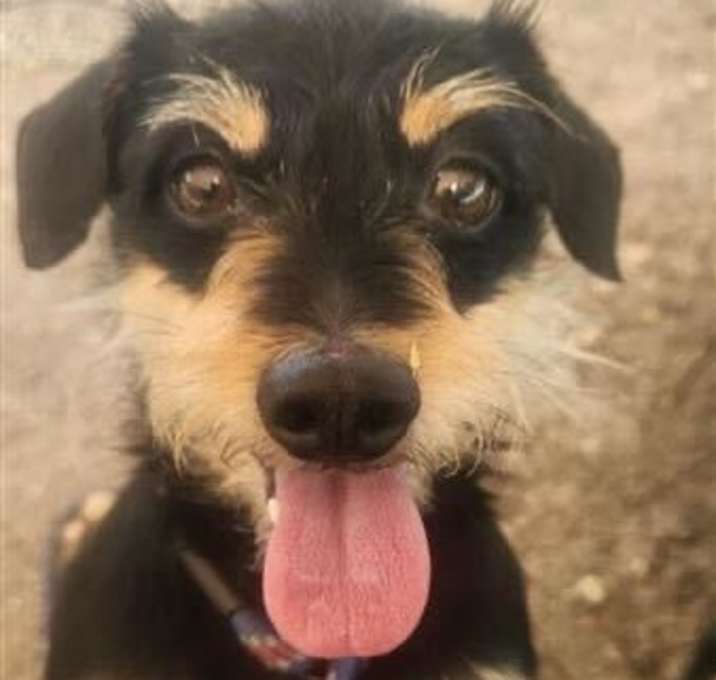 Photo of FOSTER NEEDED - Rez