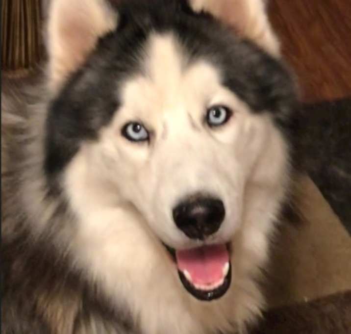 Photo of Koda