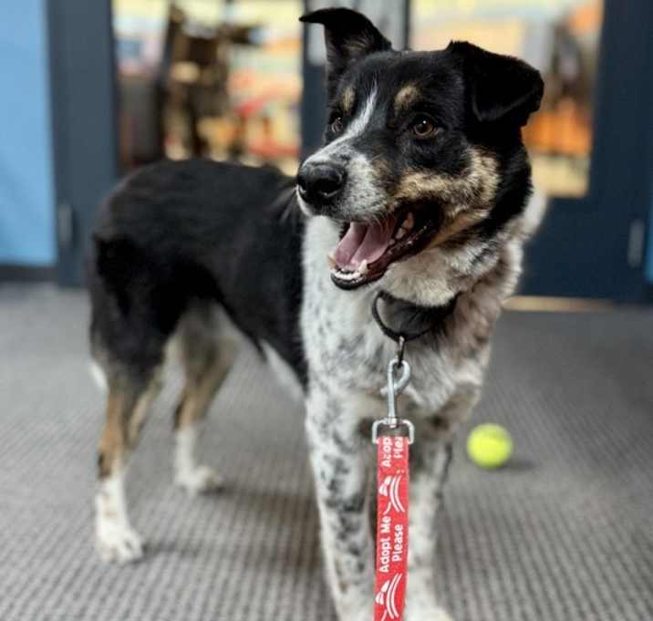 Photo of Cooper
