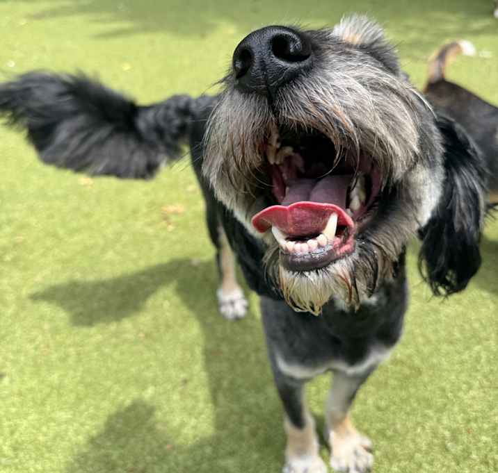 Photo of Willow