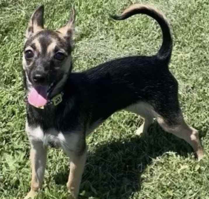 Photo of Luna