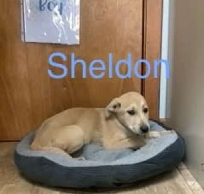 Photo of Sheldon