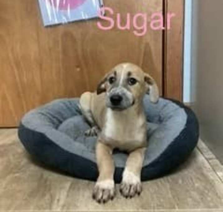 Photo of Sugar