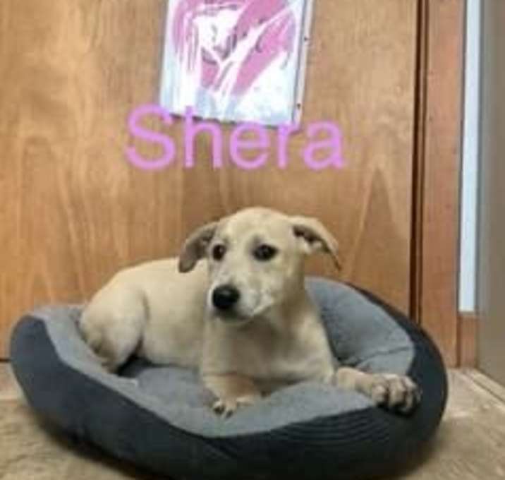 Photo of Shera