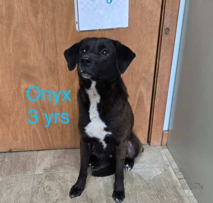 Photo of Onyx