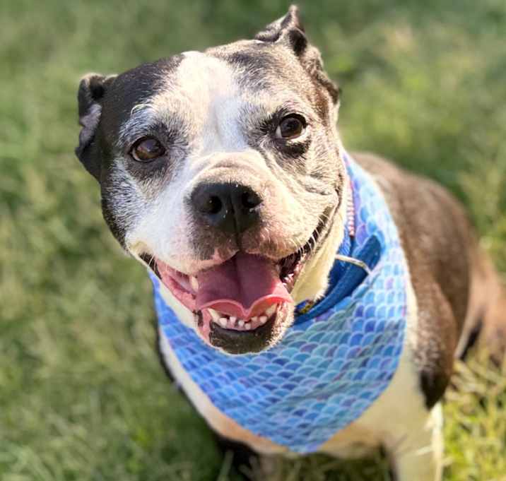 Photo of Daisy