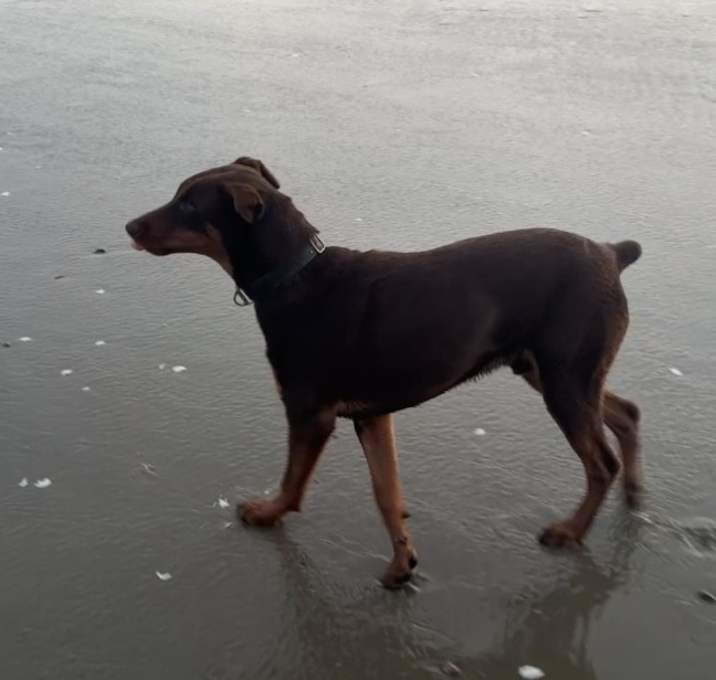 Photo of Chapo