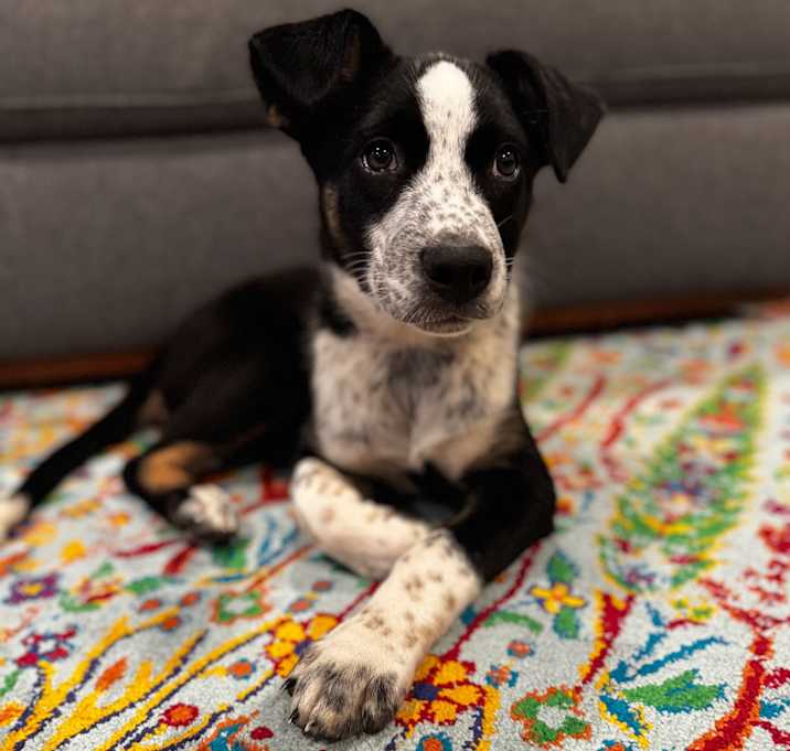 Photo of Chase