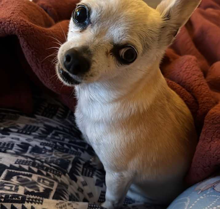 Photo of Stella