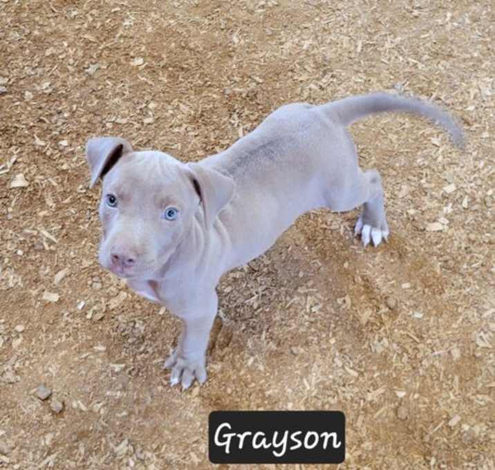 Photo of Grayson
