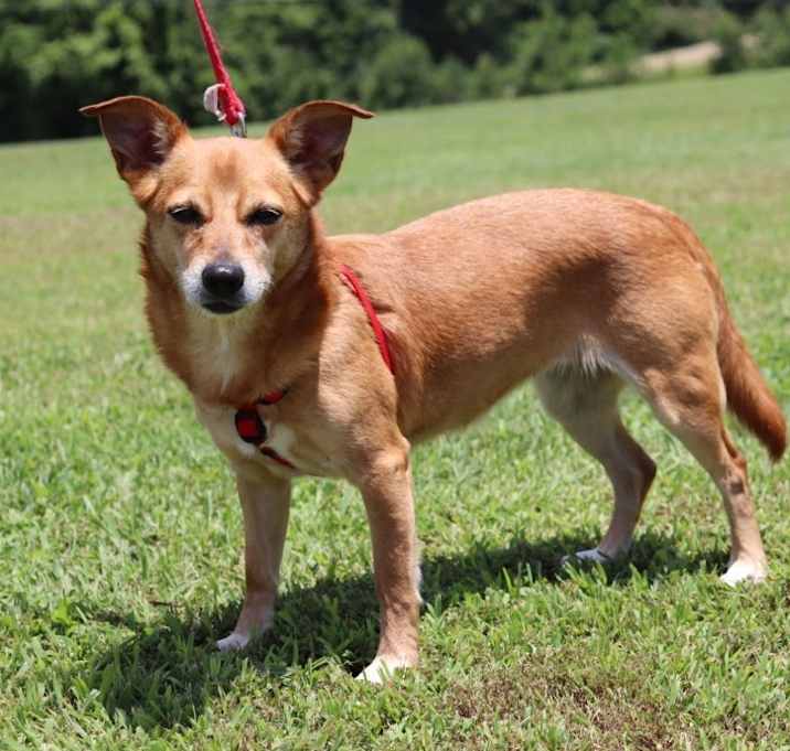 Photo of Dixie