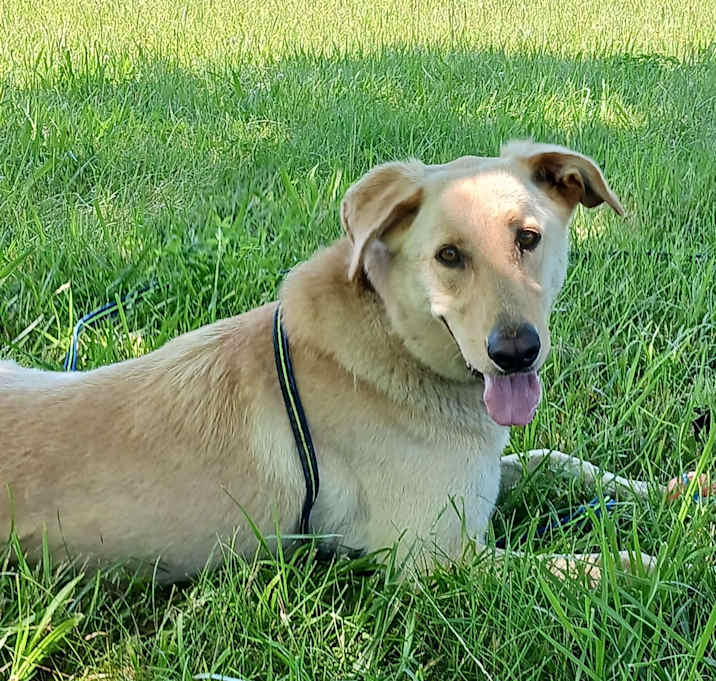 Photo of Lucky