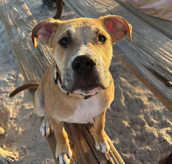 Photo of Duke