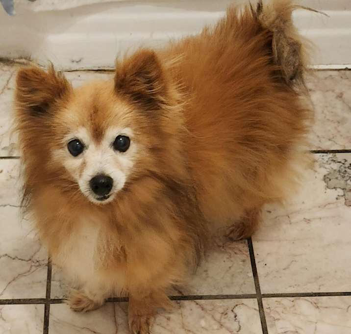 Photo of Simba