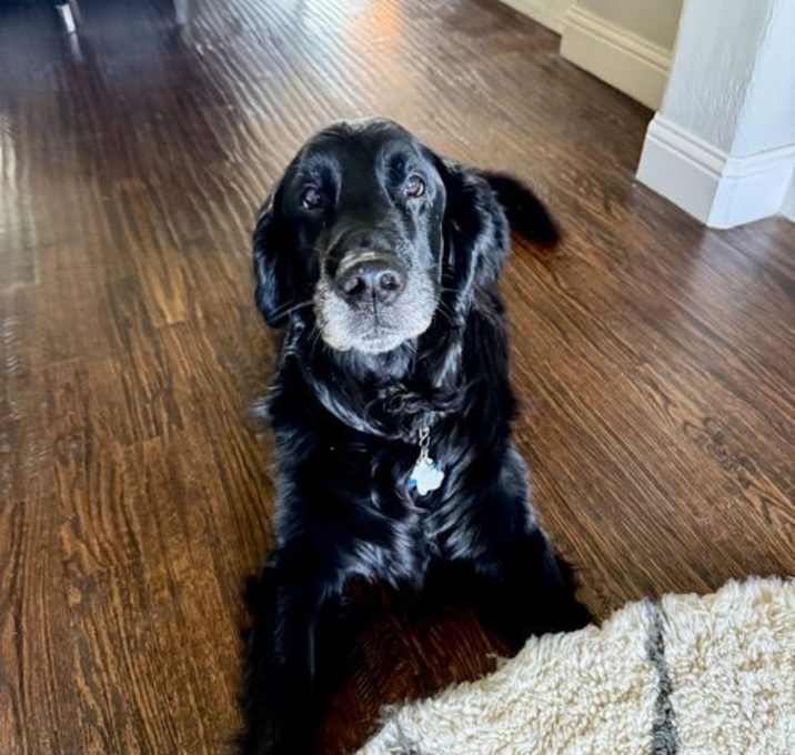 Photo of River the “Flattie”