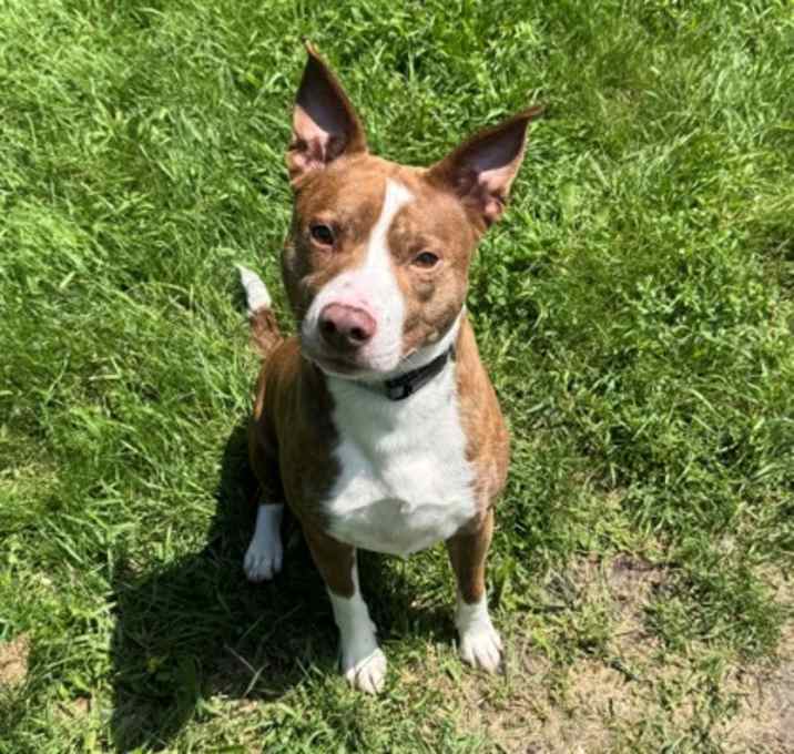 Photo of Boone