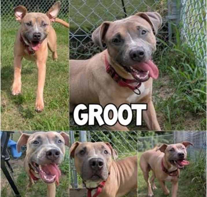 Photo of Groot