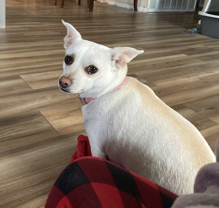 Photo of Kiwi
