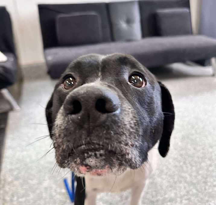 Photo of Orka(stray hold 6/27)