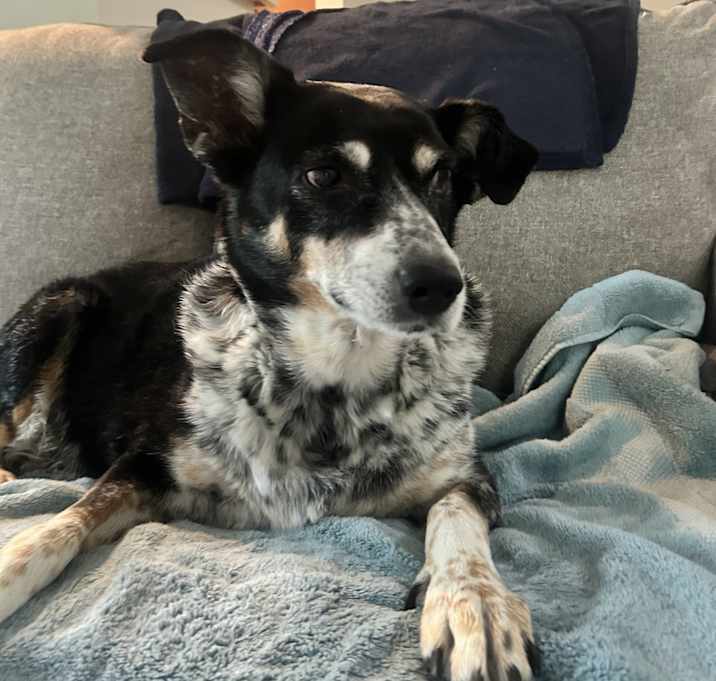Photo of Dixie