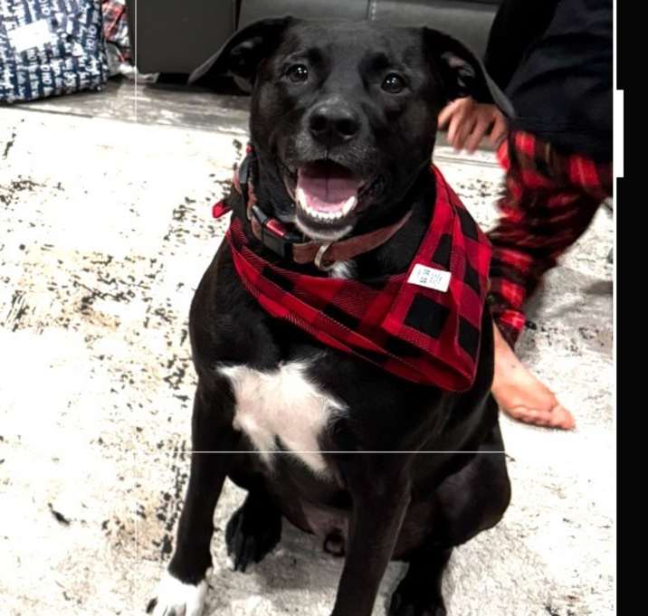 Photo of Niko