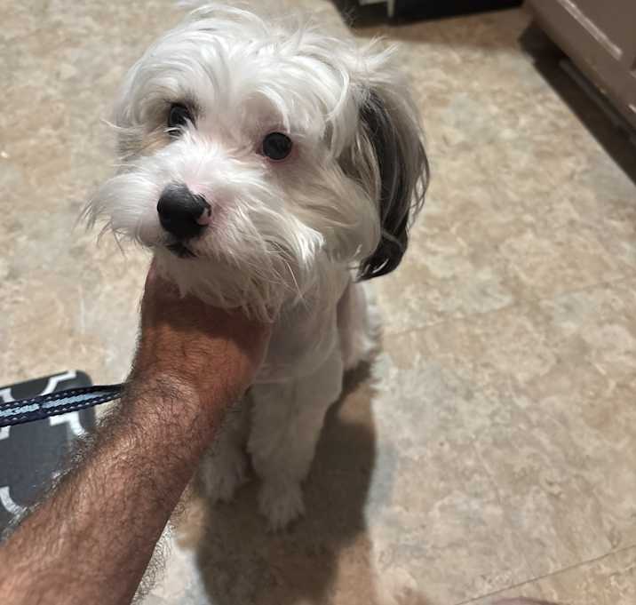 Photo of Poncho
