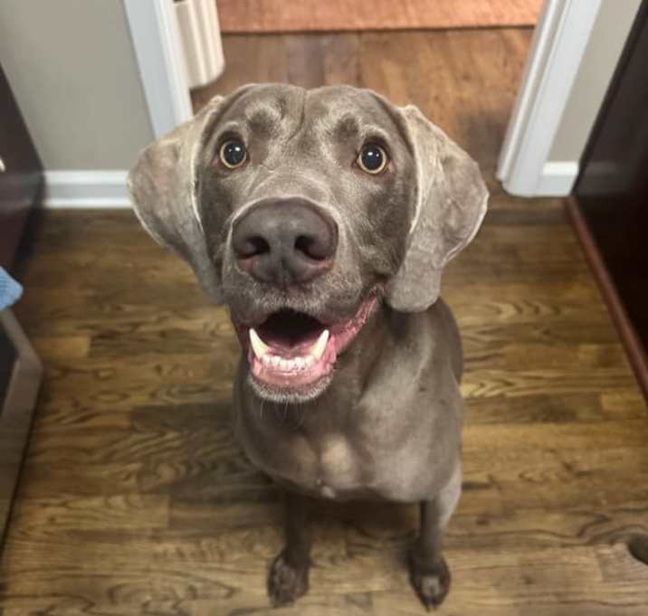 Photo of Rocky