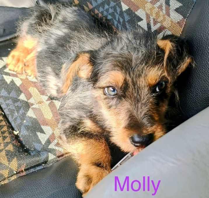 Photo of Molly