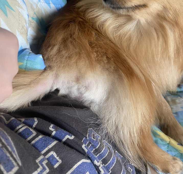 Photo of Bella