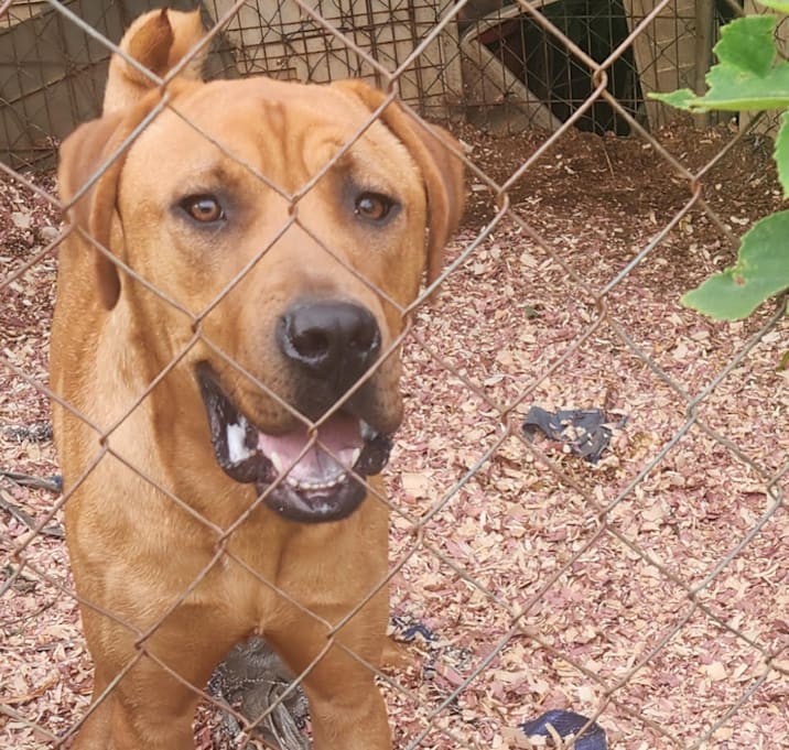 Photo of Tyson