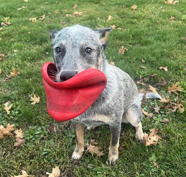 Photo of Arlo