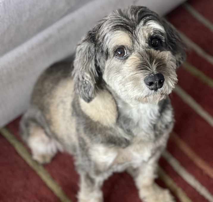 Photo of Rocco
