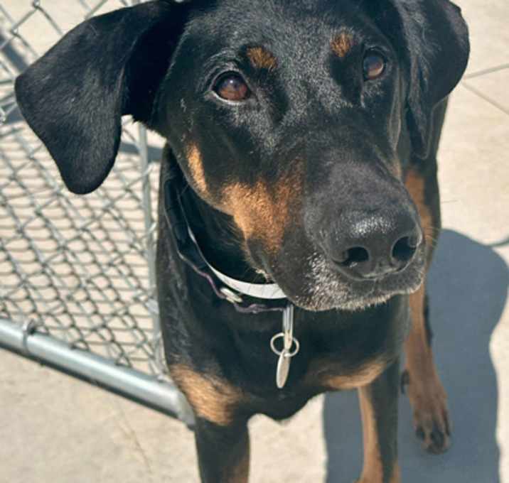 Photo of Zelda