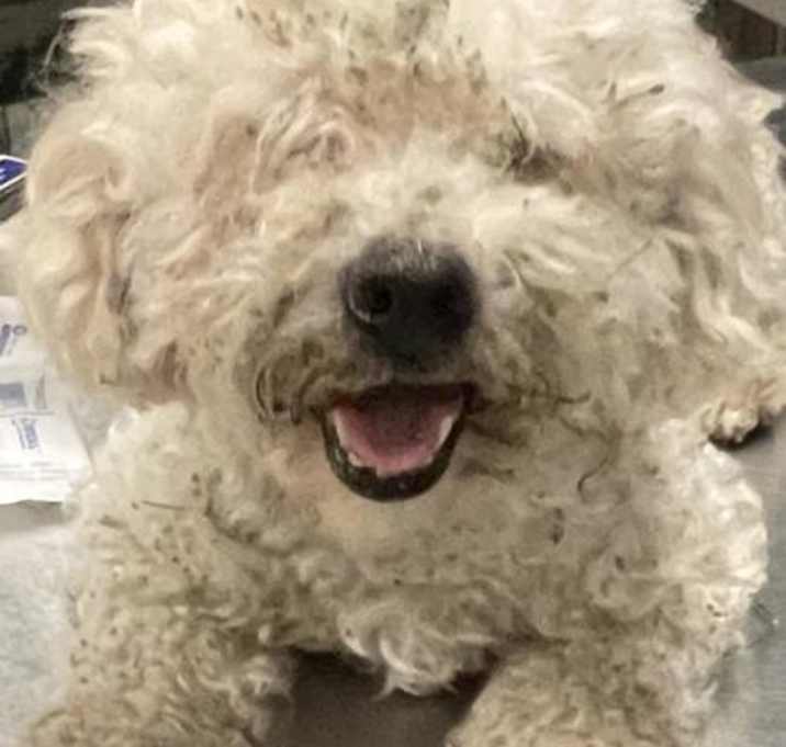 Photo of Puff