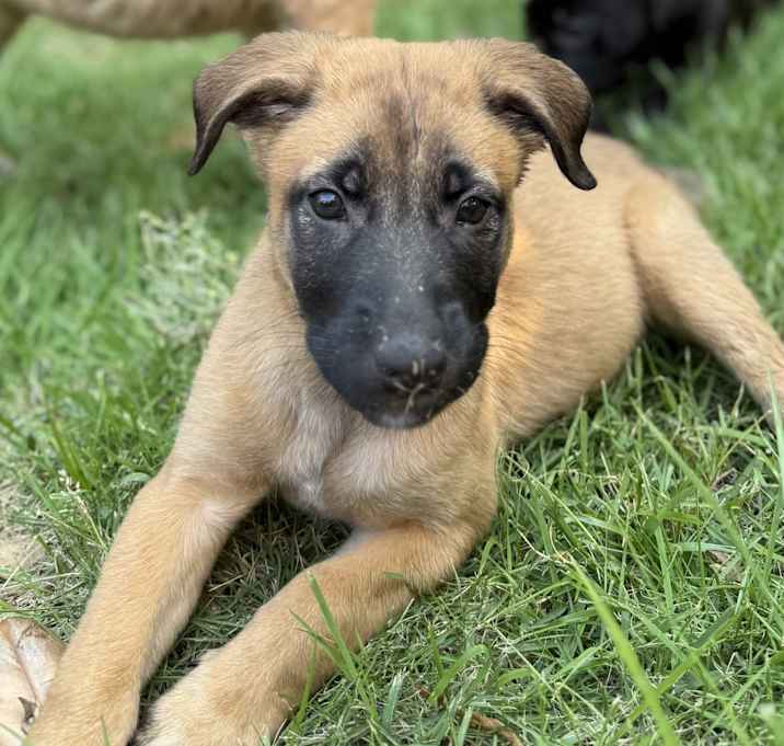 Photo of Ginger