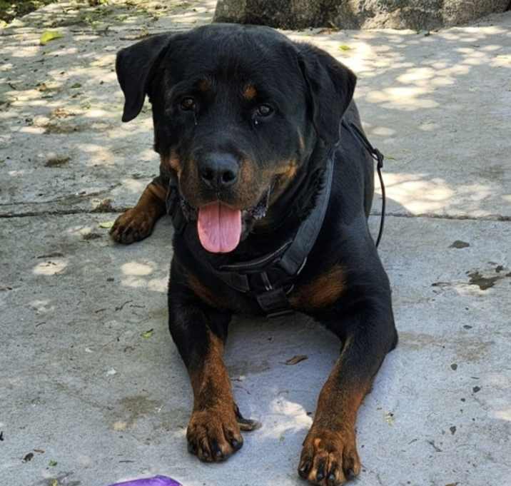 Photo of Thor