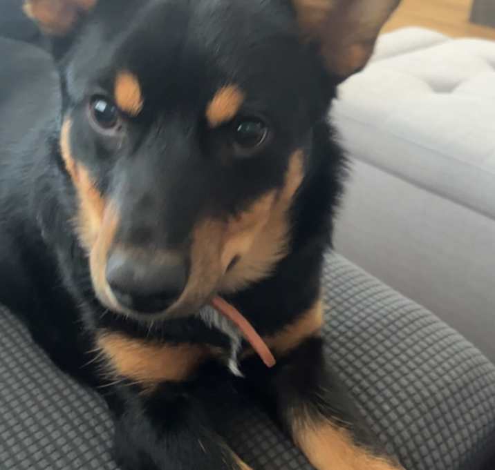 Photo of Poppy