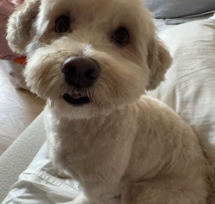 Photo of Gus Gus