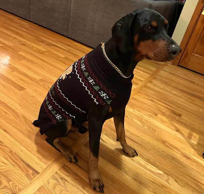 Photo of Romeo