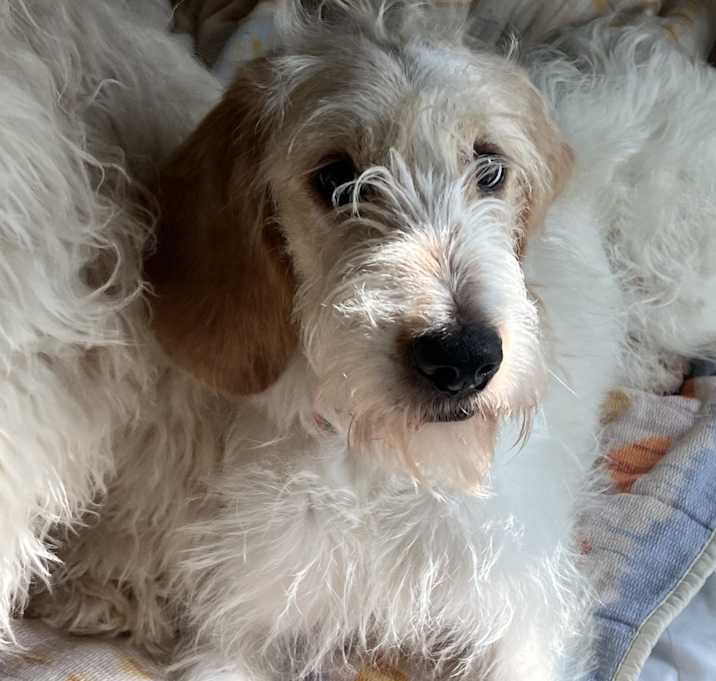 Photo of Dolly