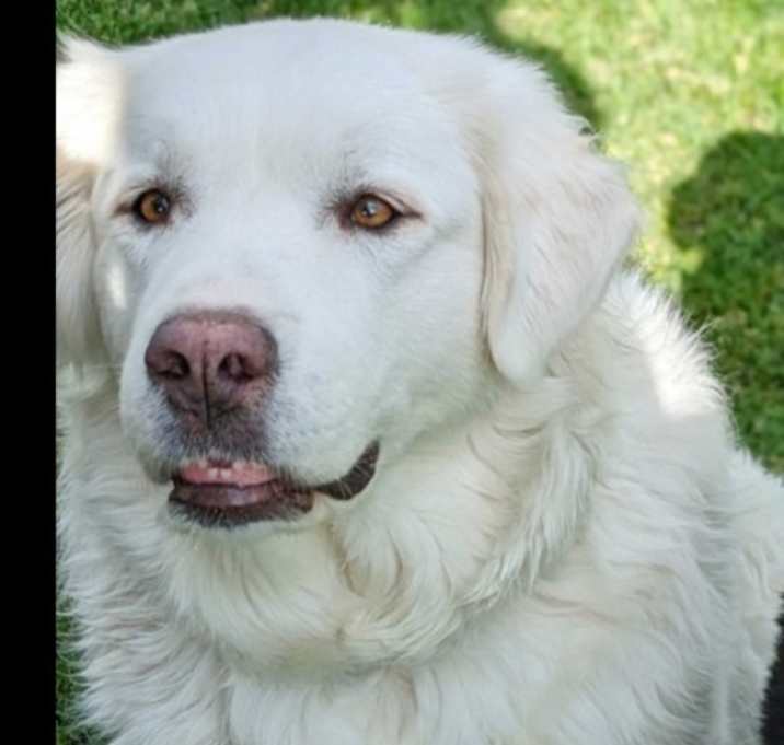 Photo of Nanook